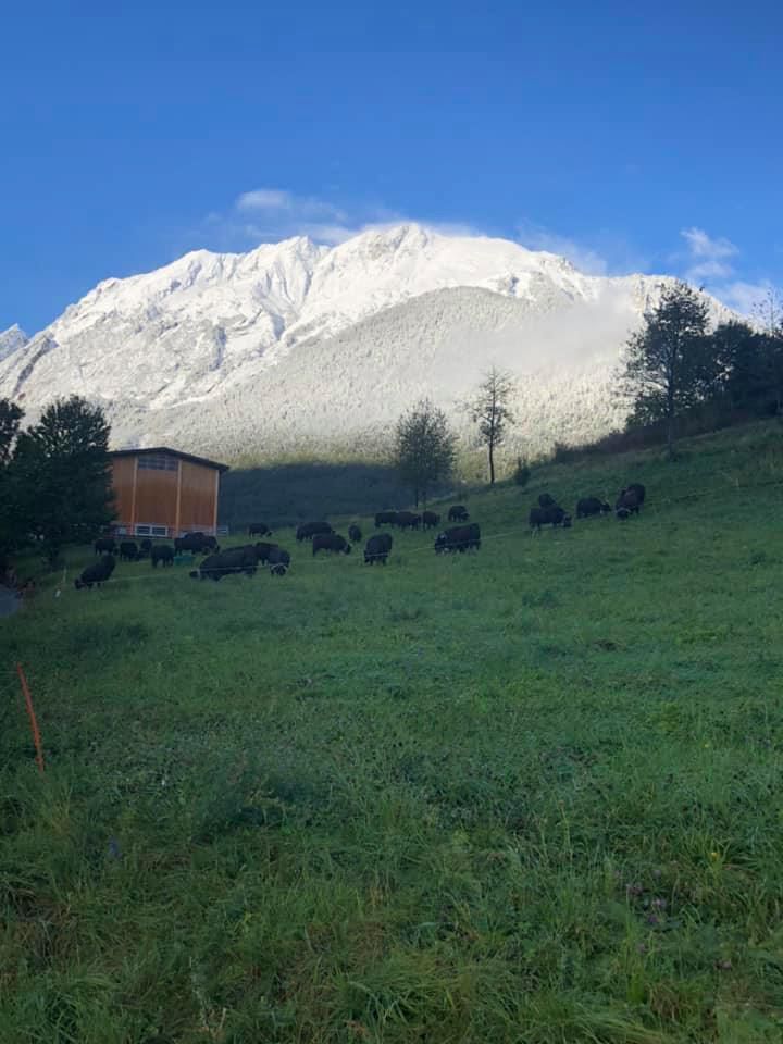 Alpage et neige