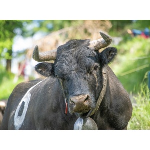 flicka_2